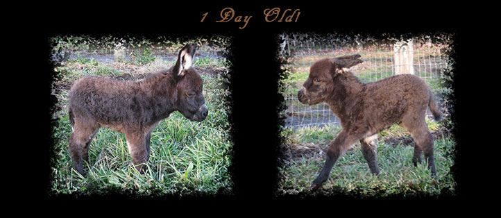 Critter Haven Farm Miniature Donkeys